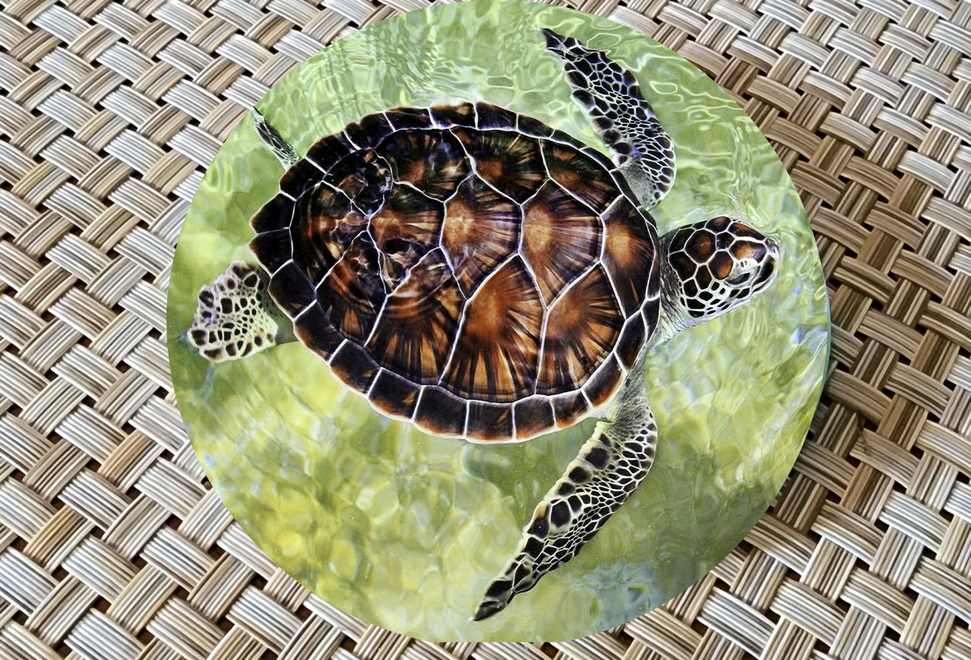 Turtle Glass Drink Coasters image 1