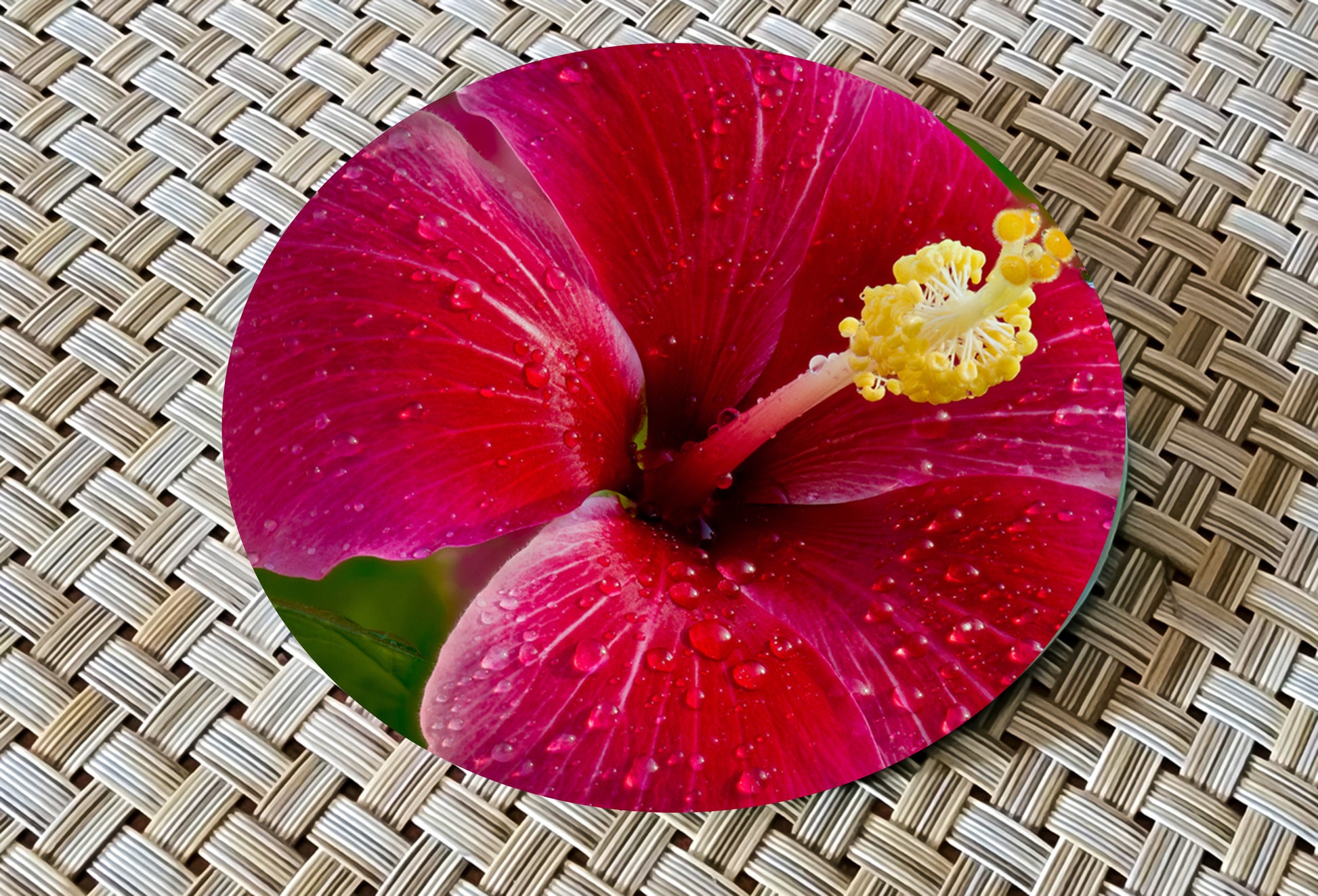 Hibiscus Glass Drink Coasters image 1